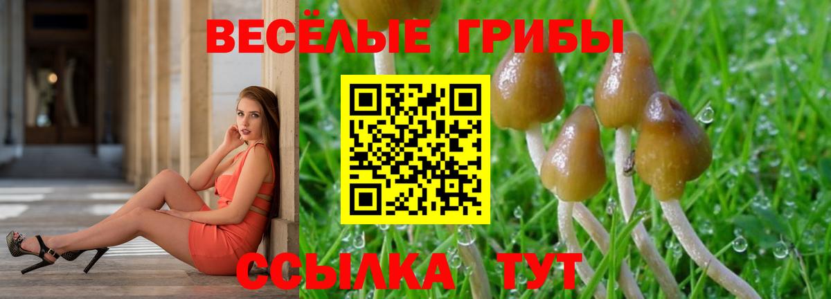 Псилоцибиновые грибы GOLDEN TEACHER Вышний Волочёк